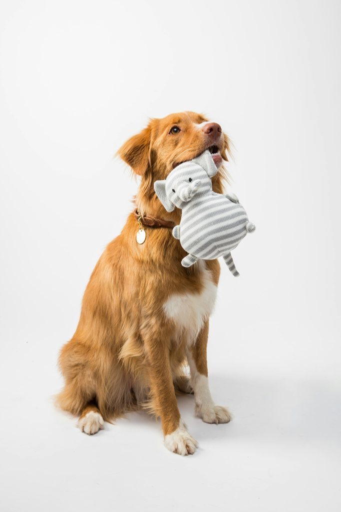 Pet Insurance